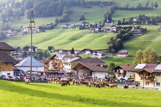 Abtrieb, Niederau, district of Kufstein, Tyrol, Austria