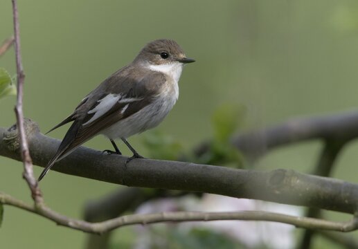 Ficedula hypoleuca, pied flycatcher, mourning snapper, mourning snapper, birds, male, passeri, songbirds, birds