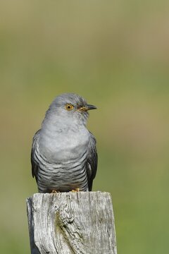 Common cuckoo (Cuculus canorus), male sitting on post of a pasture fence, animal portrait, wildlife, Westerwald, Rhineland-Palatinate, Germany
