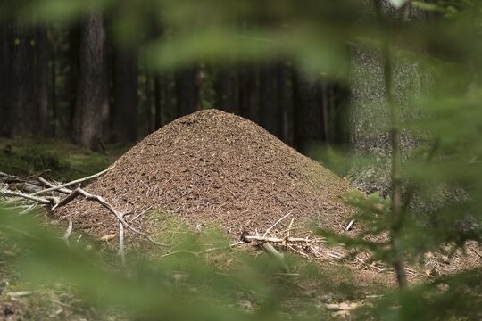 Ants, ant, Formica spec., Formicidae, hymenoptera, forest ant, anthill, insects, insects