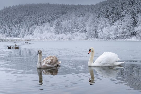 Cygnus olor, mute swan, anatidae, birds, duckbirds, cusp swan, swans, snow, swans, birds, waterbirds, waterbirds, winter
