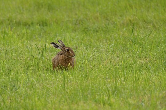 European hare (Lepus europaeus), Vulkaneifel, Rhineland-Palatinate, Germany