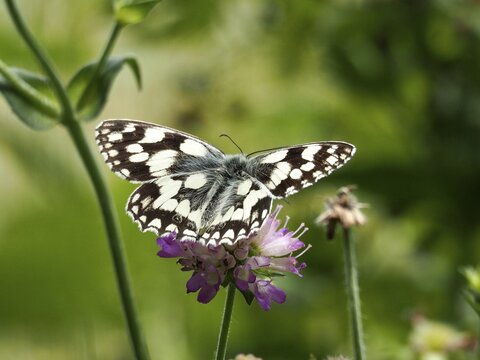 A checkerboard moth (Melanargia galathea) perched on a purple flower, surrounded by green countryside, Goms, Canton of Valais, Switzerland