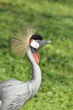 Crowned Crane (Balearica pavonina), portrait, captive, Hesse, Germany