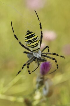 Wasp spider (Argiope bruennichi), packing a captured fly in its web, Lake Neusiedl, Burgenland, Austria