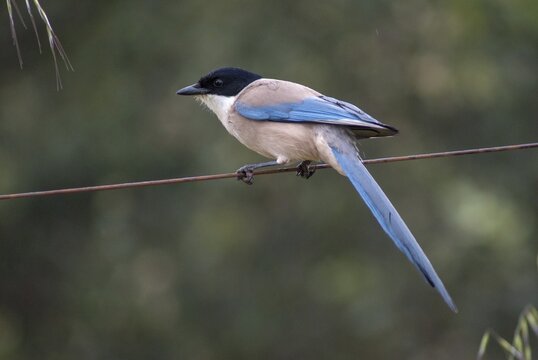 Azure-winged magpie, blue magpie, cyanopica cooki, cyanopica cyanus, Iberian magpie, birds, corvidae family of birds, extremadura, passeri, corvids, songbirds, Spain, birds