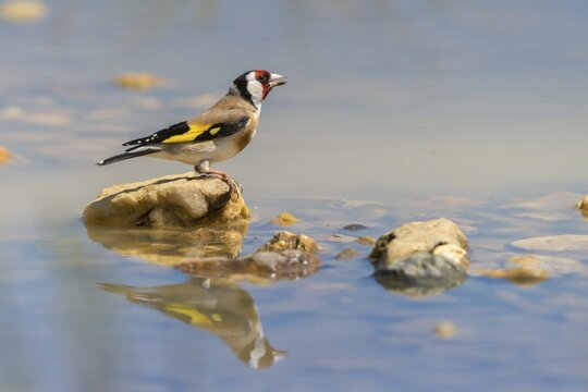 Carduelis Carduelis, Goldfinch, Goldfinch, Goldfinch, Bath, Bird Bath, Birds, Mirror, Passeri, Songbirds, Reflection, Potion, Birdbath, Birds, Watering Place