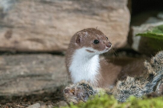 Carnivora, least weasel, mouse weasel, mustela nivalis, predators, mammals, raptors, mammals