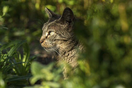Carnivora, Felis silvestris forma catus, domestic cat, predators, cat, domesticated animals, pet, cat, mammals, raptors, mammals, mammals