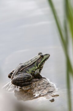 Marsh frog, pelophylax ridibunda, pelophylax ridibundus, rana ridibunda, sea frog, amphibians, amphibians, frog, frogs, high size, portrait format, amphibians
