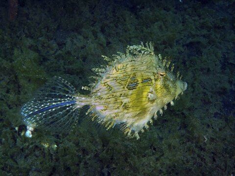 Spiny filefish (Chaetodermis penicilligerus), filefish, swimming in dark water, Secret Bay dive site, Gilimanuk, Bali, Indonesia