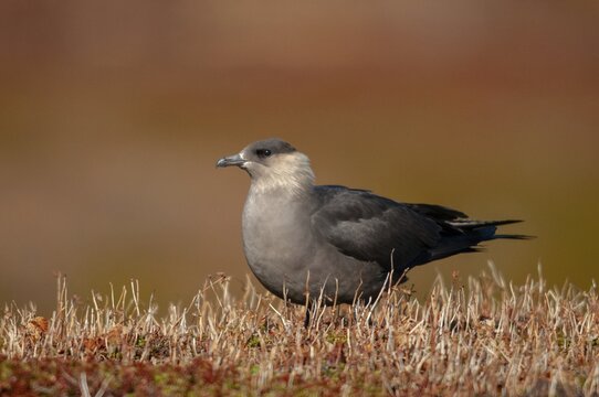 Arctic hunter, arctic skua, arctic tern, Norway, parasitic hunter, parasitic skua, parasite predatory gull, stercorarius parasiticus, varanger, birds, charadriiformes, limikolen, predatory gulls, stercorariidae, birds