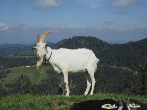 A white goat, domestic goat (Capra aegagrus hircus), stands on a mountain meadow with a wide landscape in the background. H&uuml;ttchopf, Fischenthal, T&ouml;ss Valley, Canton Zurich, Switzerland