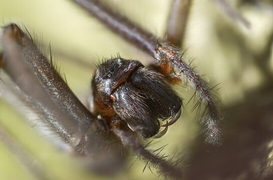 Dustbunny spider, eratigena atrica, eratigena atrica cf., large house angle spider, house spider, house funnel spider, cellar spider, tegenaria atrica, angle spider, spider, spiders