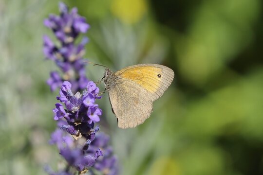 Meadow brown (Maniola jurtina), collecting nectar from a common lavender (Lavandula angustifolia) of true lavender, Wilden, North Rhine-Westphalia, Germany