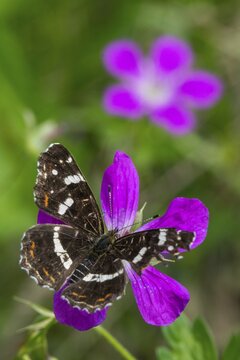 Araschnia Levana, European map, map butterfly, butterfly, high size, portrait format, insects, butterfly, summer generation, butterflies, butterflies, butterflies