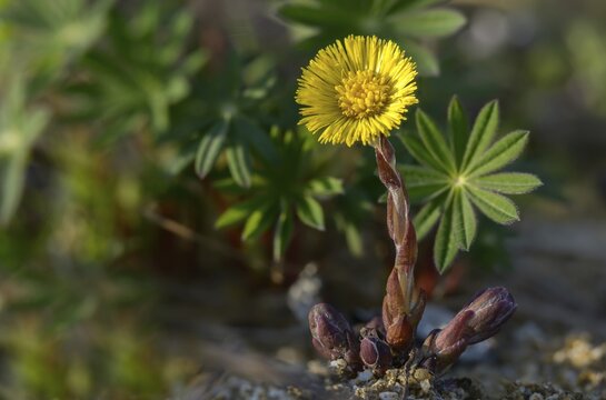 Asteraceae, brandy lettuce, coltsfoot, daisy, marchflower, horsefoot, tussilago farfara, coltsfoot, flora, plants
