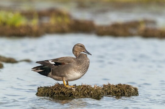 Anas Strepera, Gadwall, Mareca Strepera, Middle Duck, Schnatterente, Anatidae, Birds, Ducks, Ducks, Duckbirds, Waterbirds