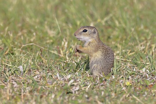 European ground squirrel (Spermophilus citellus) in a meadow, Burgenland Austria