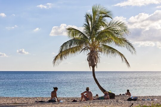 Palm tree (Arecaceae), beach, Playa Ancon, Trinidad, Cuba