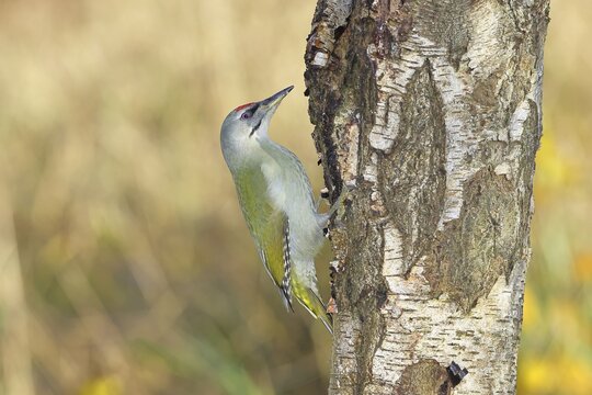 Grey-headed Woodpecker (Picus canus), a male perched on the trunk of a grey birch (Betula populifolia) whilst foraging, wildlife, woodpeckers, birds, nature photography, Wilnsdorf, North Rhine-Westphalia, Germany