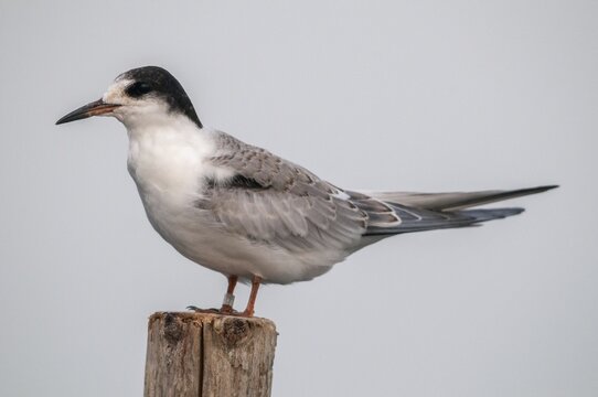 Common tern, common tern, sterna hirundo, birds, charadriiformes, adolescent, juvenile, limikolen, tern, sternidae, tern, birds