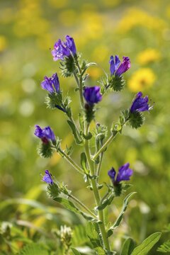 Boraginaceae, Echium Plantagineum, Granelli, Italy, Snake Head, Pantani Cuba and Longarini, Paterson's Curse, Purple Viper's Bugloss, Roughleaf Family, Plantain Leaf Snake Head, Migratory Bird Sanctuary, Pantani Cuba & Longarini Migratory Bird Sanctuary, High Size, Portrait, Italy, Plants, Sicily, Foundation Pro biodiversity