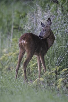 Roe deer (Capreolus capreolus), Emsland, Lower Saxony, Germany