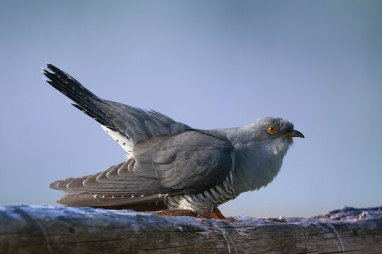 Cuckoo, cuculus canorus, cuckoo, birds, birds