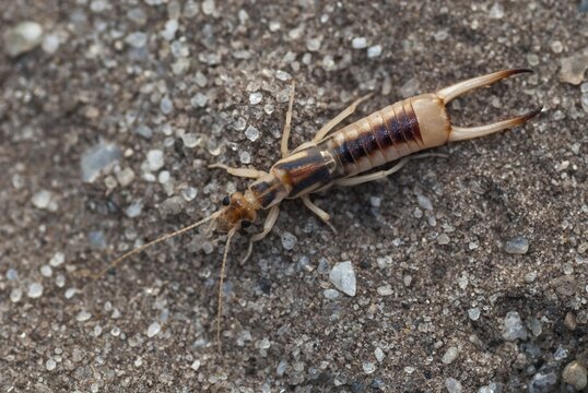 Brandenburg, Germany, Giant Earwig, Labidura Riparia, Nabu, national natural heritage, natural paradise Gr&uuml;nhaus, sandearworm, post-mining landscape, green house, insects, earwigs