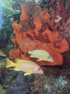 Colourful fish, schoolmaster snapper (Lutjanus apodus), swimming on a vibrant orange sea sponge in the ocean. Dive site John Pennekamp Coral Reef State Park, Key Largo, Florida Keys, Florida, USA