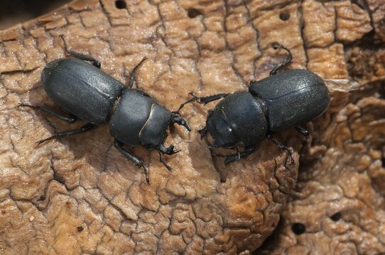 Barkschr&ouml;ter, Dorcus parallelipipedus, Lesser stag beetle, dwarf stag beetle, beetle, Coleoptera, female, insects, beetles, males, males, females