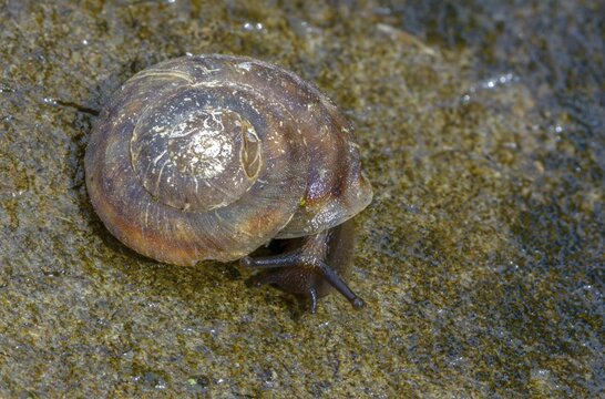 Helicigona lapicida, lapidary snail, rock picker, rock cutting snail, gastropod, mollusca, snails, molluscs