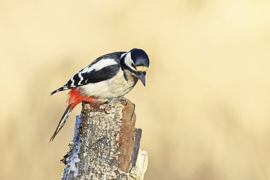 Great spotted woodpecker (Dendrocopus major), male, foraging on dead wood of a common birch (Betula pendula), wildlife, woodpeckers, nature photography, autumn, Wilnsdorf, North Rhine-Westphalia, Germany