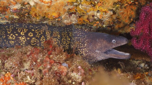 Mediterranean moray eel (Muraena helena) with patterned body peeking out between corals in the Mediterranean Sea near Hy&egrave;res, dive site Giens Peninsula, Provence Alpes C&ocirc;te d'Azur, France
