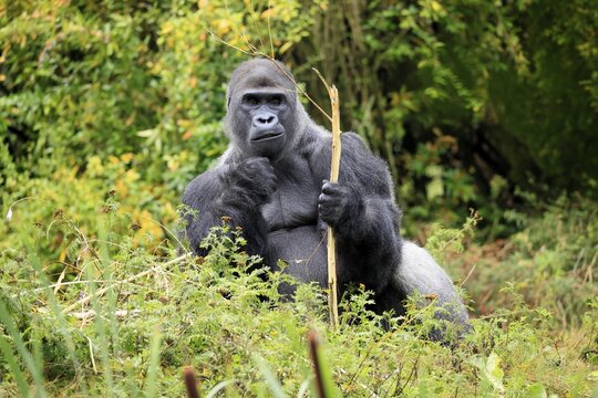 Western gorilla (Gorilla gorilla), adult, male, silverback, sitting on the ground, eating
