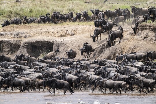 The Great Migration, huge herds of wildebeest (Connochaetes taurinus) on the Mara River, Serengeti, Tanzania