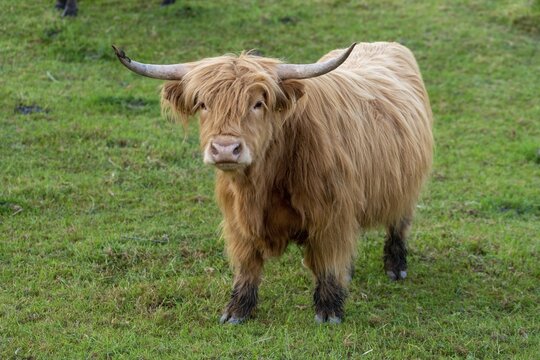 Artiodactyla, bos primigenius f. taurus, cattle, even-toed ungulate, highland cattle, kyloe, cloven-hoofed, cattle grazing, Scottish highland cattle, grazing, domesticated animals, extensive grazing, pet, highland cattle, mammals, cattle, mammals, mammals, pasture