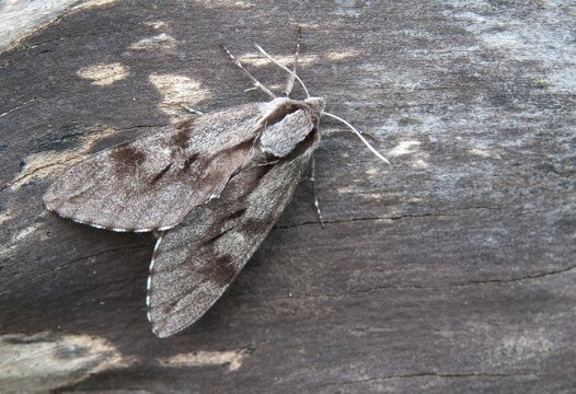 Hyloicus pinastri, pine swarmer, pine hawk moth, sphinx pinastri, pine arrow, butterfly, insects, moths, moths, moths, butterfly