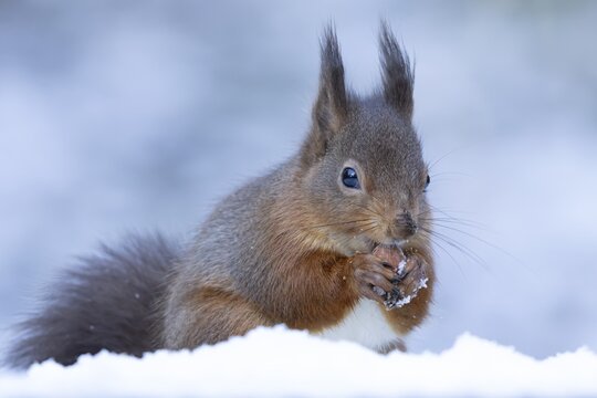 Red squirrel (Sciurus vulgaris) adult rodent animal eating a hazel nut in snow in winter, England, United Kingdom