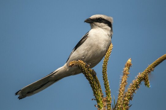 Brandenburg, Germany, Great Grey Shrike, Lanius Excubitor, national natural heritage, natural paradise Gr&uuml;nhaus, predatory shrikes, post-mining landscape, birds, green house, passeri, songbirds, birds