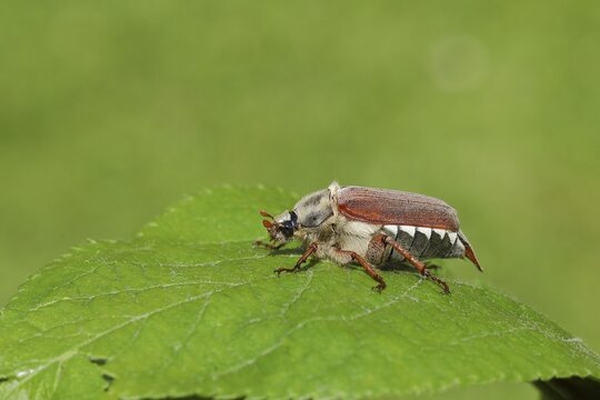 Cockchafer (Melolontha melolontha), field cockchafer, female on a leaf, Wilden, North Rhine-Westphalia, Germany