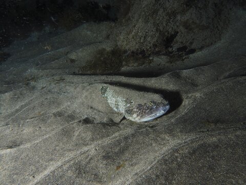 A camouflaged Atlantic lizardfish (Synodus saurus) rests in the sand at night, dive site: El Cabron Marine Reserve, Arinaga, Gran Canaria, Spain, Europe, Atlantic Ocean