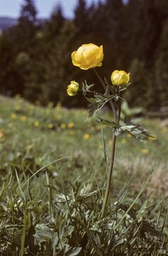 Budabin seed, buttercup, butter ball, butterrose, globe flower, goldhead, buttercup family, ball ranunculus, ranunculaceae, trollflower, trollius europaeus, flora, high size, portrait format, plants, plants