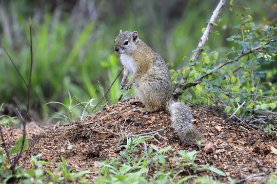 Smith's bush squirrel (Paraxerus cepapi), yellow-footed bush squirrel, adult, sitting, on the ground, alert, Kruger National Park, South Africa