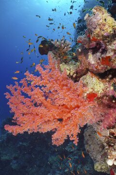 Hemprich's tree coral (Dendronephthya hemprichi), Habili Jaffa dive site, St Johns Reef, Saint Johns, Red Sea, Egypt