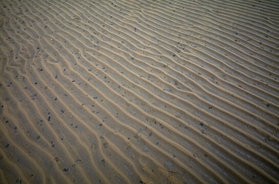 Sand ripples, wavy lines in the sand. Lugworm (Arenicola marina), lugworm pile, Wadden Sea, Munkmarsch, North Sea island of Sylt, North Frisia, Schleswig-Holstein, Germany