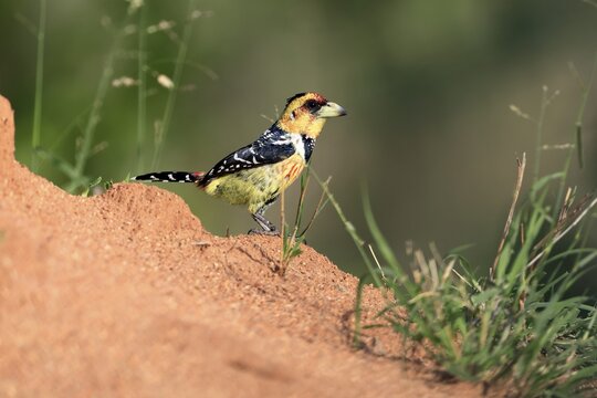 Crested Bart's Bird (Trachyphonus vaillantii), Black-backed Bart's Bird, adult, alert, Kruger National Park, South Africa