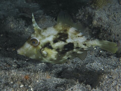 A brown filefish (Stephanolepis hispidus) with a camouflage pattern swims just above the sand at night, at the Playa dive site, Los Cristianos, Tenerife, Canary Islands, Spain