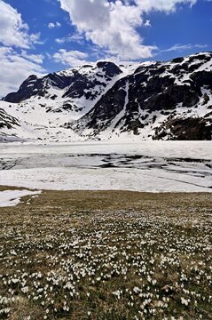 Ice floes drift in the half-frozen upper Murgsee, in the foreground, white flowering spring crocuses (Crocus vernus), Murg Valley, Canton of St. Gallen, Switzerland